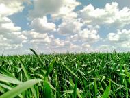 Висока Яруга з panoramio.com