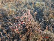 Добротимофіївка з panoramio.com