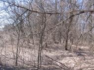 Малинівка з panoramio.com