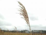 Нова Буда з panoramio.com