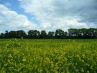 Сніжна з panoramio.com