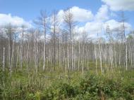 Червоний Цвіт з panoramio.com