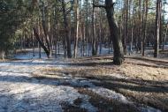 Дачне з panoramio.com