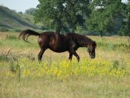 Улянівка з panoramio.com