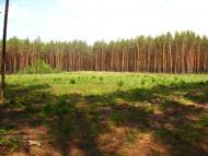 Приліпка з panoramio.com