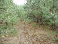 Остроушки з panoramio.com