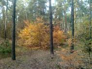 Змійове з panoramio.com