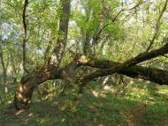 Скалева з panoramio.com