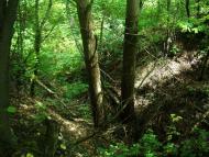 Вовків з panoramio.com