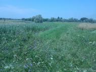 Ганнівці з panoramio.com