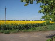 Гаврилівка з panoramio.com