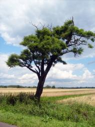 Миловань з panoramio.com