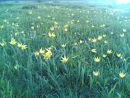 Кам'янка з panoramio.com