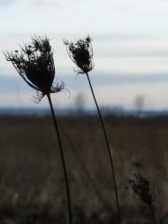 Дідовичі з panoramio.com