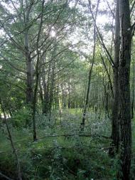 Кашперівка з panoramio.com