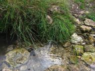 Хоменки з panoramio.com