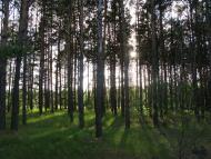 Рудня з panoramio.com