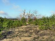 Новотроїцьке з panoramio.com