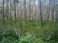 Червоний Цвіт з panoramio.com