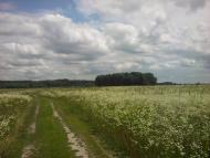 Березанка з panoramio.com