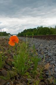 Сокорики з panoramio.com