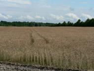 Путрівка з panoramio.com