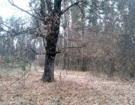 Тарасенки з panoramio.com - Тарасенки