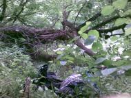 Битиця з panoramio.com