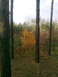 Мала Мечетня з panoramio.com