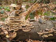 Кротошин з panoramio.com