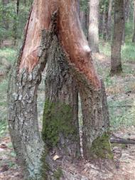 Ворони - Останні фото