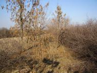 Фрунзе з panoramio.com