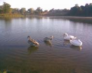 Пліщин з panoramio.com