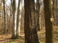 Кротошин з panoramio.com