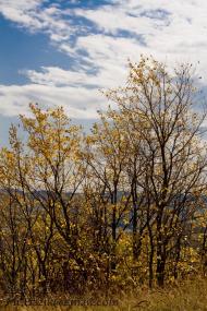 Пасічне з panoramio.com