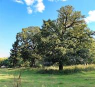 Новофастів з panoramio.com