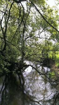 Кам'янка з panoramio.com