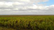 Меліоративне з panoramio.com - Мелиоративное