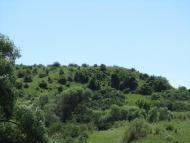 Новокленове з panoramio.com