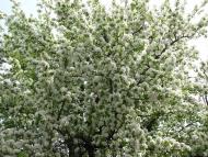 Семенівка з panoramio.com