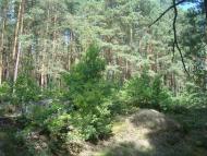 Купине з panoramio.com