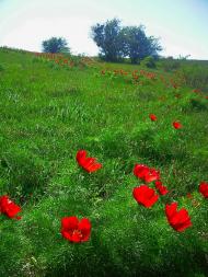 Лазарівка з panoramio.com