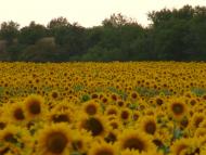 Сєверне з panoramio.com