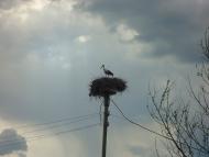 Джулинка з panoramio.com