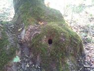 Каштанове з panoramio.com