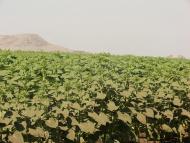 Ганнівка з panoramio.com