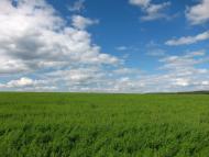 Новий Мерчик з panoramio.com