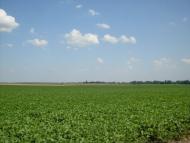 Краснопілка з panoramio.com