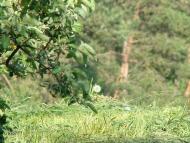 Бабинці з panoramio.com