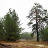 Новотроїцьке з panoramio.com